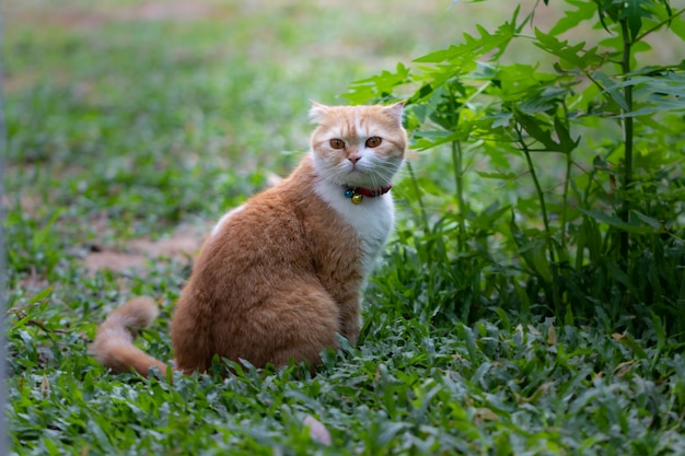 schotse vouw, mooie kitten op groen bos, ogen op zoek naar iets