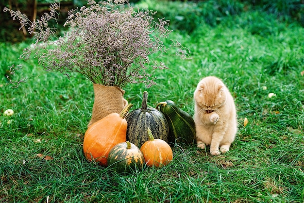 Schotse vouwen gele kat zit op het gras en wast met herfstpompoenen voor Halloween