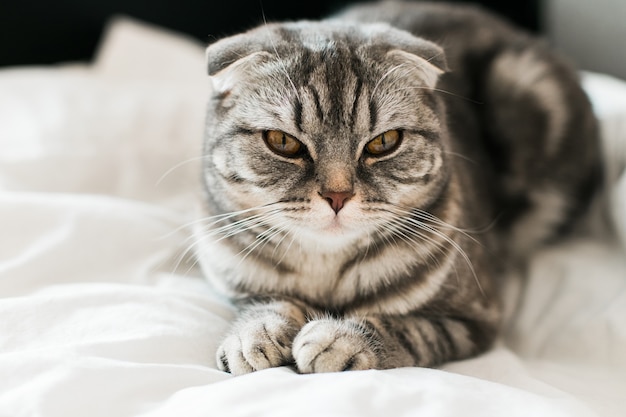 Schotse vouwen grijze kitten op het bed