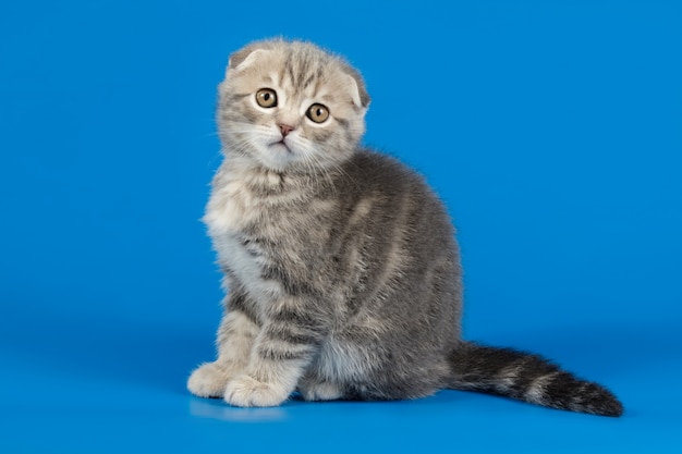 Schotse vouwen shorthair kat op gekleurde achtergronden