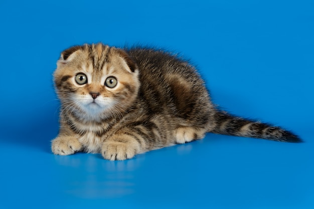 Schotse vouwen shorthair kat op gekleurde achtergronden