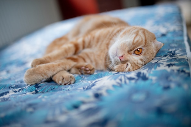 Schotse vouwenkat die op matras liggen