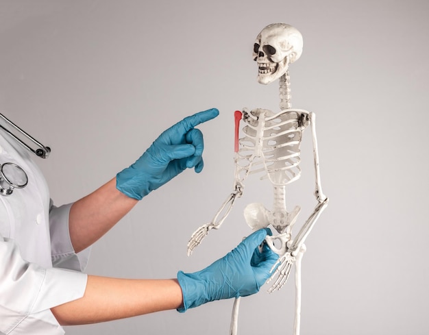 Schouder botpijn breuk letsel getoond op skelet