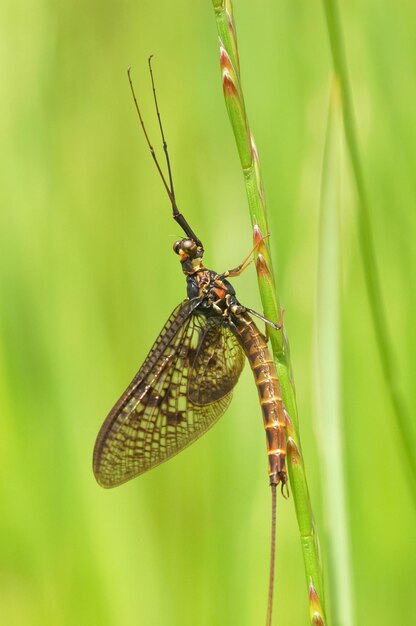 Foto schrikwekkend uitziende maar onschadelijke mayfly op vegetatie