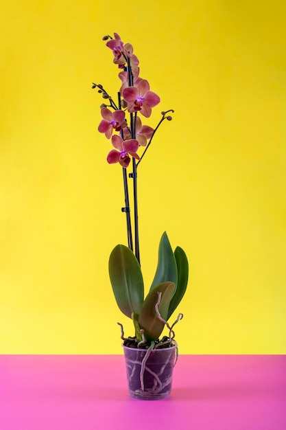 Schrob phalaenopsis orchidee in een pot op gekleurde achtergrond