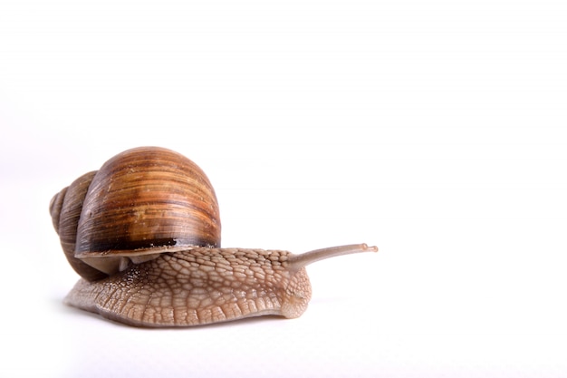 Schroefpomatia. Tuinslak op witte achtergrond wordt geïsoleerd die