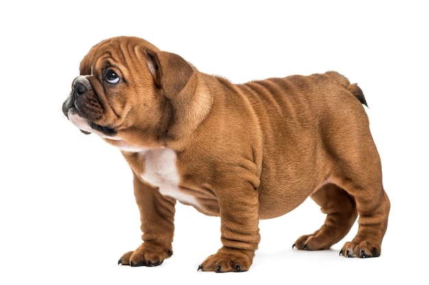 Schuldig bulldog pup, geïsoleerd op wit