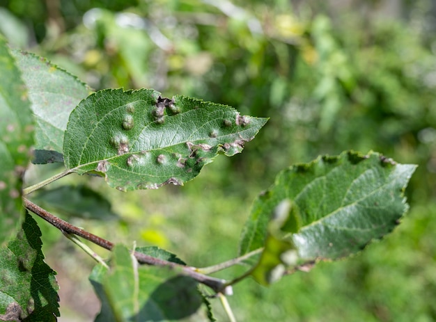 Schurft op de bladeren van een close-up van de appelboom. Ziekten in de appelboomgaard in de zomer