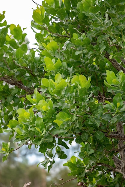 Schuurpapier Groene Boom van de soort Curatella americana