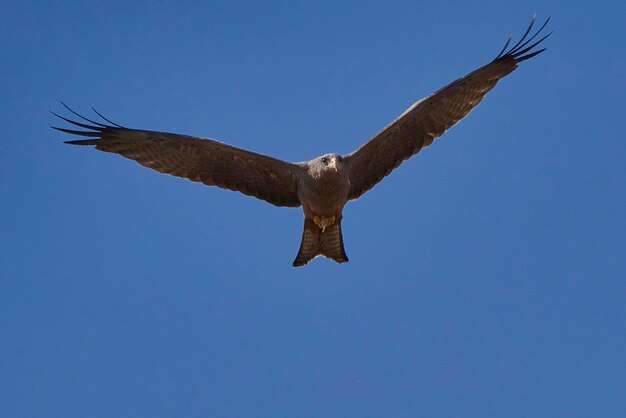 Schwarzer milan milvus migrans