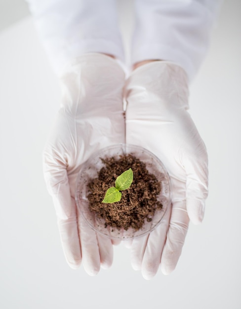science, biology, ecology, research and people concept - close up of scientist hands holding petri dish with plant and soil sample in bio laboratory