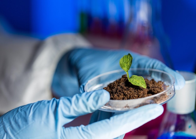 과학, 생물학, 생태학, 연구 및 사람 개념 - 바이오 실험실에서 식물 및 토양 샘플이 포함된 페트리 접시를 들고 있는 과학자의 손 클로즈업
