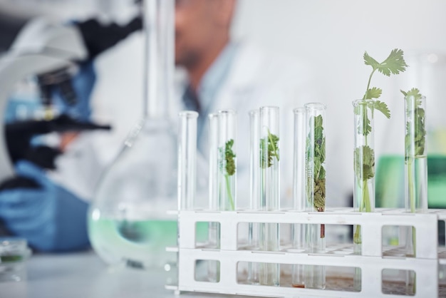 science laboratory or plants in test tube for medicine healthcare knowledge or natural growth research agriculture leaf or green herbs in chemical liquid or water for biotechnology development