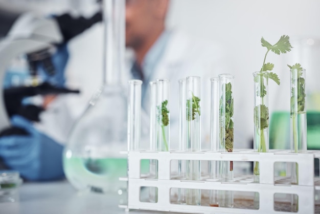 Science laboratory or plants in test tube for medicine healthcare knowledge or natural growth research Agriculture leaf or green herbs in chemical liquid or water for biotechnology development