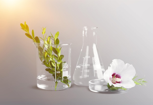 科学実験室の試験フラスコと植物、実験装置のクローズ アップ
