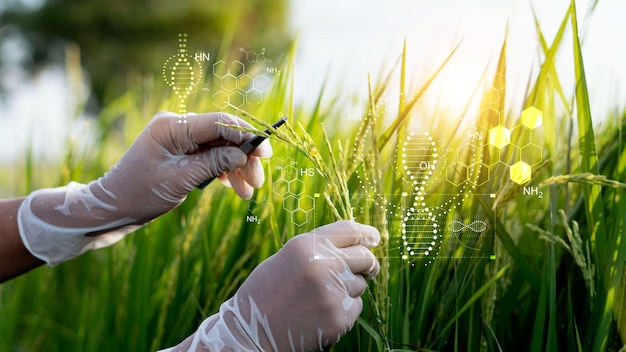 Scienza della ricerca vegetale dna cromosomico e sviluppo genetico delle varietà di riso