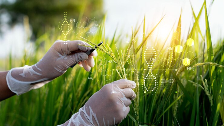 Photo science of plant research chromosome dna and genetic development of rice varieties