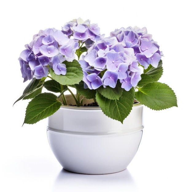 Scientific Graphy of Hydrangea Macrophylla AI Generated