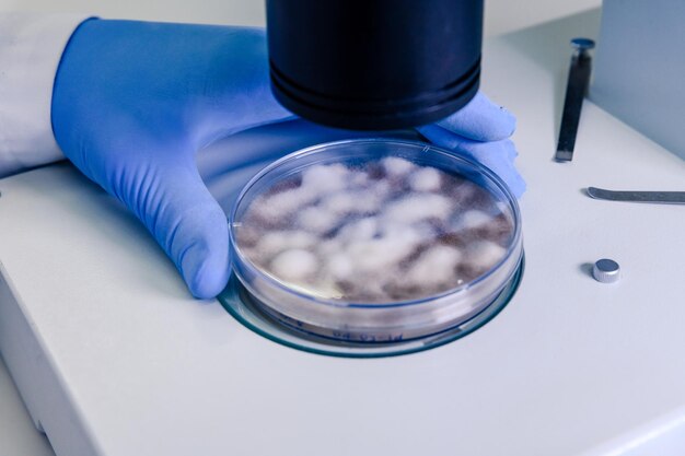 scientific handling a light stereomicroscope examines a culture in a petri dish coronavirus covid