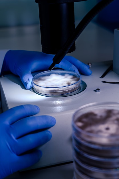 Scientific handling a light stereomicroscope examines a culture in a petri dish for pharmaceutical bioscience research. 