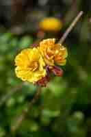 Photo scientific name: oxalis pes-caprae var. pleniflora l.