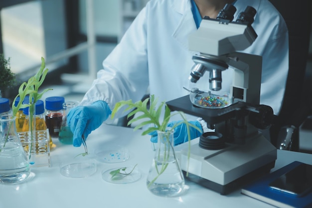 scientist cutting plant tissue culture in petri dish performing laboratory experiments small plant testing asparagus and other tropical plant thailand soft light closeup