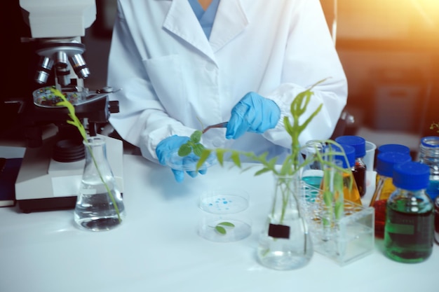 Scientist cutting plant tissue culture in petri dish performing laboratory experiments Small plant testing Asparagus and other tropical plant Thailand Soft light closeup
