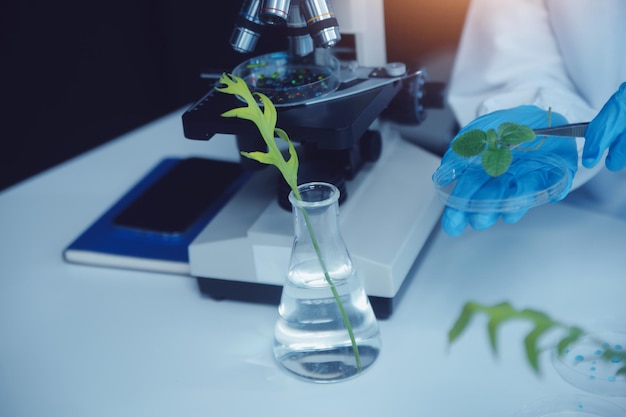 ペトリ皿で植物組織培養を切る科学者実験室での実験を行います小さな植物のテストアスパラグスや他の熱帯植物タイ柔らかい光のクローズアップ
