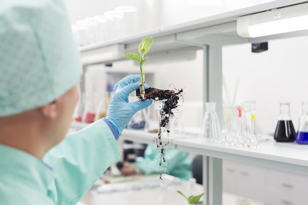 Scientist examines the root of the plants in the laboratory