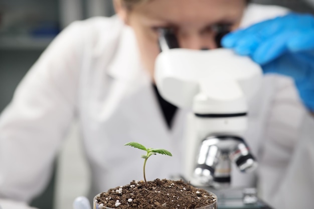 Scientist examines sample of soil under electronic microscope cannabis plant sprout grows in