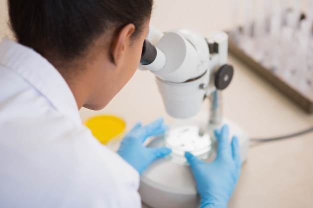 scientist examining petri dish under microscope