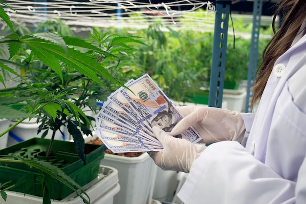 Scientist gain money after gratifying profiting from selling medicinal cannabis