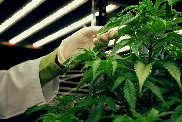 Scientist hand with medical rubber glove touching gratifying cannabis leaf