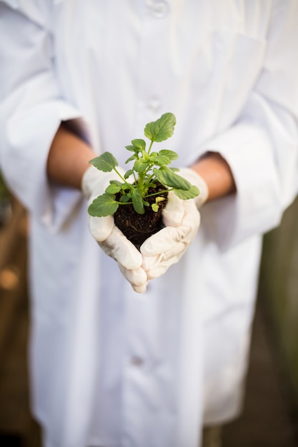 Scientist holding plant at greenhouse