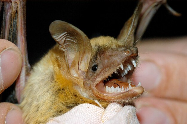 Scientist holding and studying a bat in his hand