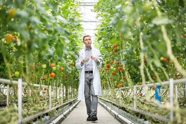 Scientist inspecting tomatoes in greenhouse