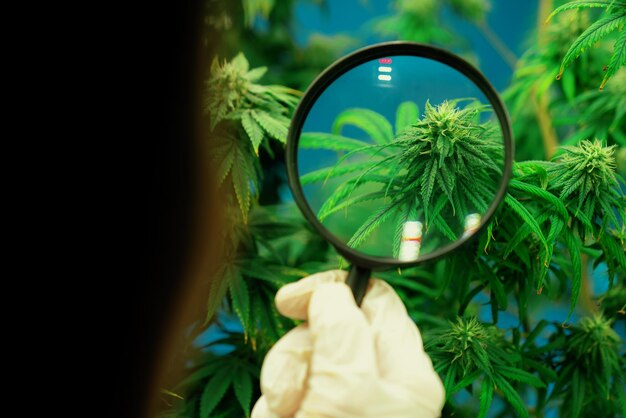 Scientist inspects gratifying buds on cannabis plant using magnifying glass