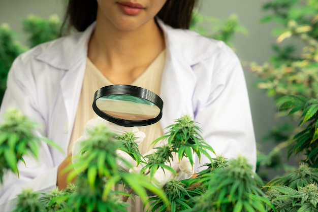 Foto lo scienziato ispeziona i germogli gratificanti sulla pianta di cannabis usando la lente d'ingrandimento