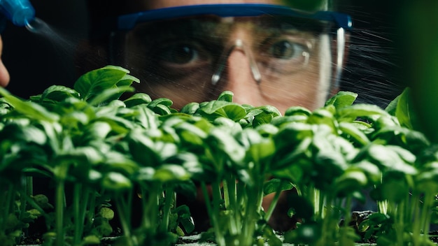 Foto lo scienziato irriga la piantina verde in laboratorio