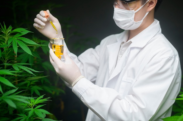 Uno scienziato sta controllando e analizzando un esperimento di cannabis, tenendo in mano un bicchiere di olio di cbd in un laboratorio