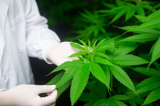 科学者は実験のために大麻の葉をチェックして分析しています、実験室でハーブ医薬品cbdオイルのための麻の植物