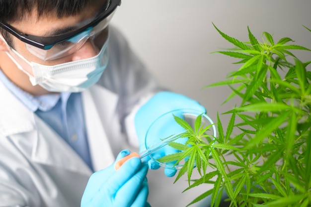 Uno scienziato sta controllando e analizzando un esperimento di cannabis sativa, pianta di canapa per olio di cbd farmaceutico a base di erbe in un laboratorio