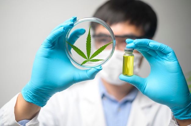 Uno scienziato sta controllando e analizzando un esperimento di cannabis sativa, pianta di canapa per olio di cbd farmaceutico a base di erbe in un laboratorio