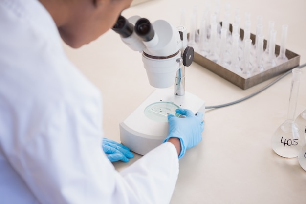 scientist looking at petri dish under microscope