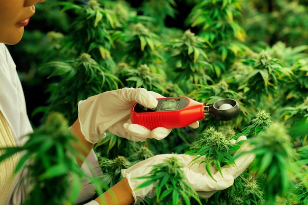 Scientist measure light with light meter on gratifying cannabis plant and bud