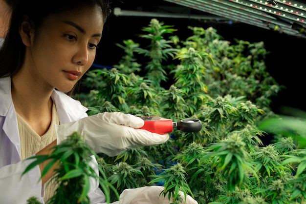 Scientist measure light with light meter on gratifying cannabis plant and bud