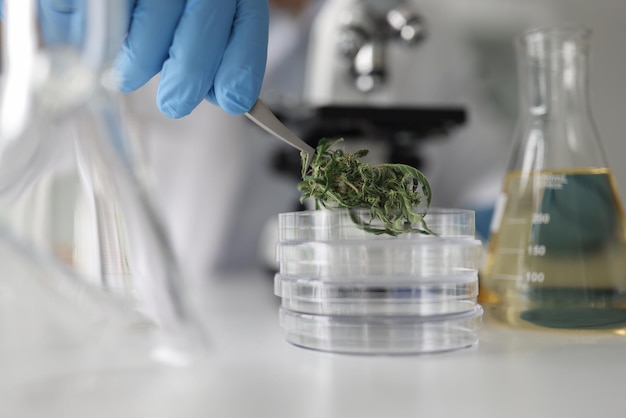 과학자는 마른 대마초 잎을 실험실 조교의 페트리 접시에 넣고 의학을 연구합니다.