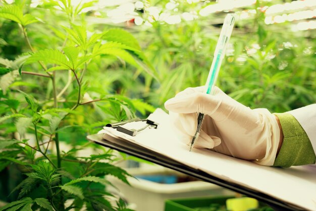 Photo scientist recording data from gratifying cannabis plant in curative green house