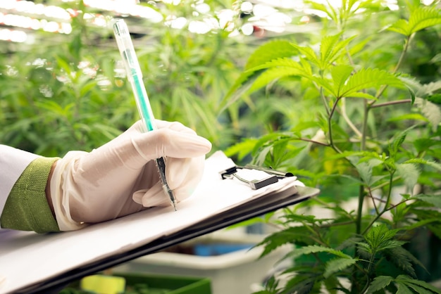 Photo scientist recording data from gratifying cannabis plant in curative green house