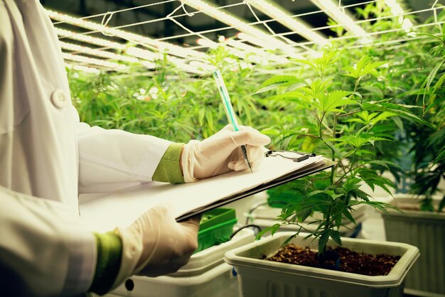 Scientist recording data from gratifying cannabis plant in curative green house